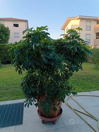 pianta schefleria 120 cm