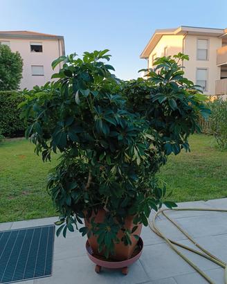 pianta schefleria 120 cm