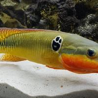 Raro luccio ciclide zebra