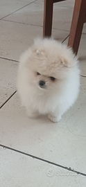 Spitz di pomerania mini pedigree