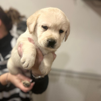 Labrador meravigliosi