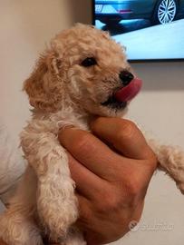 Cucciolo barboncino