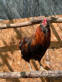 Gallo auracana