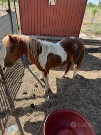Pony
