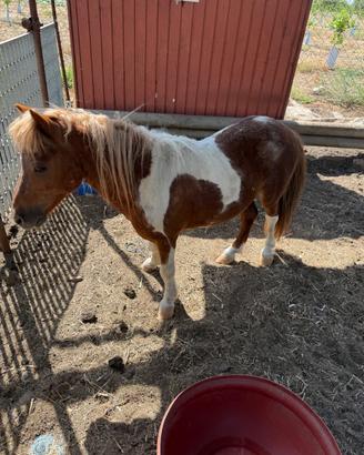 Pony