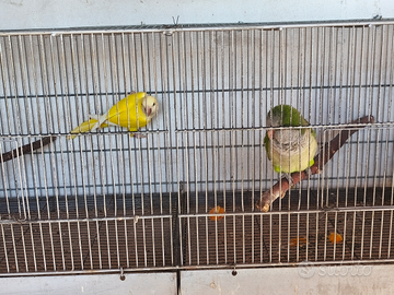 Coppia parrocchetti monaco