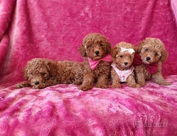 Cuccioli di barboncini maschi femmine