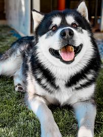 Alaskan Malamute da monta