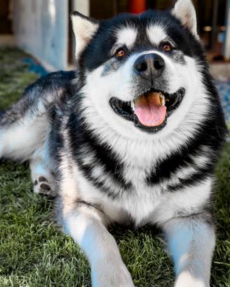 Alaskan Malamute da monta