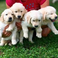 Cuccioli golden retriever
