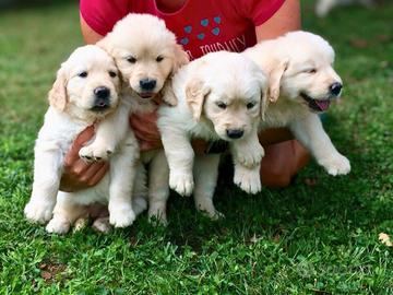 Cuccioli golden retriever