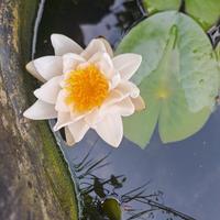 ninfee per laghetto o pond,piante da laghetto