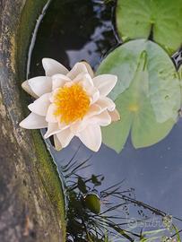 ninfee per laghetto o pond,piante da laghetto