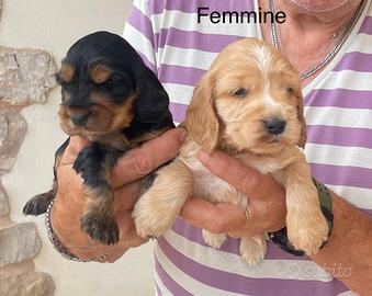 Cocker spaniel inglese