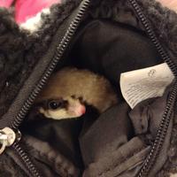 Petauro dello zucchero