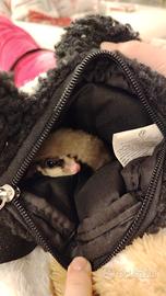 Petauro dello zucchero