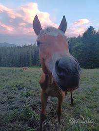Cavallo quarter x haflinger