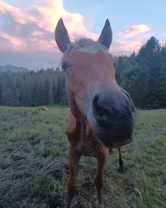 Cavallo quarter x haflinger