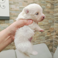 Cuccioli di Spitz Tedesco Nano/Pomerania