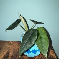 Alocasia melo n.2