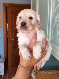 Cuccioli Golden retriever simil