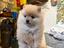 Immagine 5