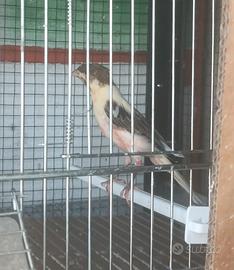 Canarino portoghese
