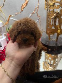 Barboncino Toy rosso