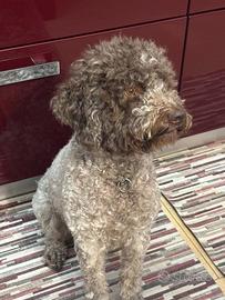 Cuccioli lagotto romagnolo