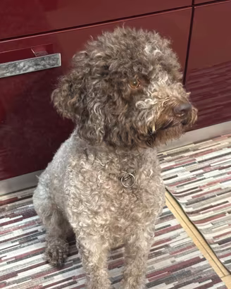 Cuccioli lagotto romagnolo