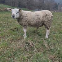 Montone Texel inglese pecora