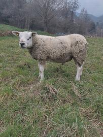 Montone Texel inglese pecora