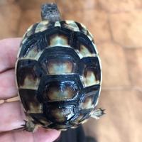 Tartarughe di terra Marginate