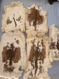 Lotto 5 pelli di coniglio bianco conciate