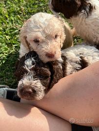 Cuccioli di lagotto romagnolo