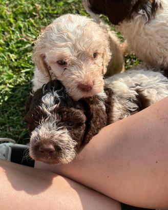 Cuccioli di lagotto romagnolo
