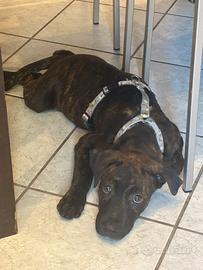 Splendida cucciola di cane corso