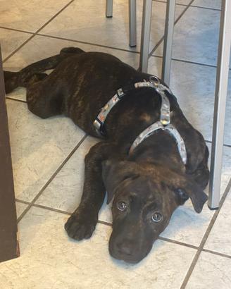 Splendida cucciola di cane corso