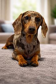 Bassotto Tedesco A.Cioco - MO N TA