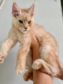 Maine Coon