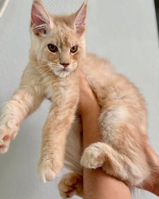 Maine Coon