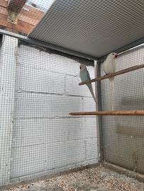 Parrocchetti dal collare