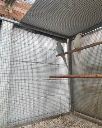 Parrocchetti dal collare