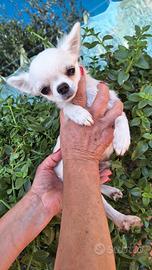 Cucciolo Chihuahua