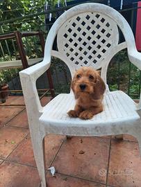 Cane da caccia