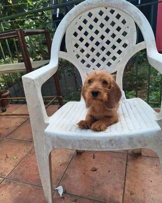 Cane da caccia