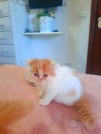 Gatti persiani ipertipici