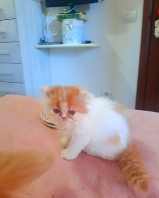 Gatti persiani ipertipici