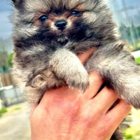 Spitz Femminuccia disponibile