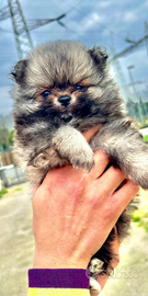 Spitz Femminuccia disponibile